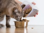 Кот ест сухой корм