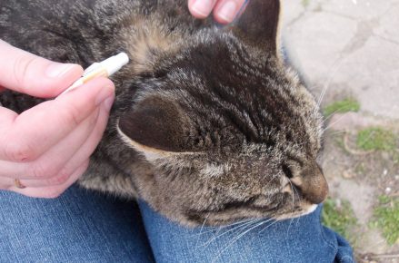Ветеринар капает лекарство на холку кошке
