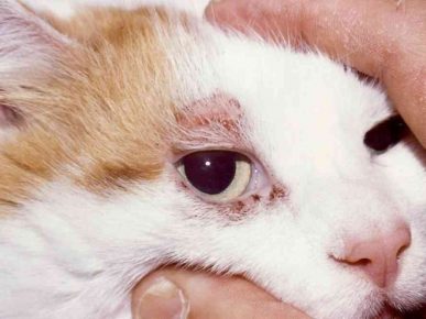 Атопический дерматит у кошек