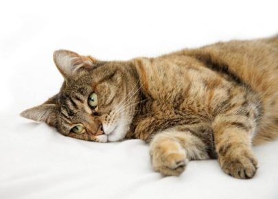 Гепатит у кошек лечение гептралом thumbnail
