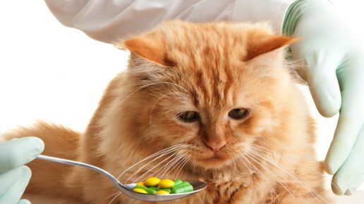 Витамины для иммунитета кошек thumbnail