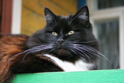 Чёрный кот с белыми усами