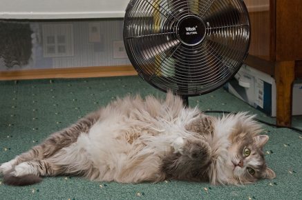 Кошка под вентилятором
