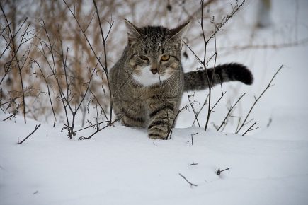 Кошка идёт по снегу