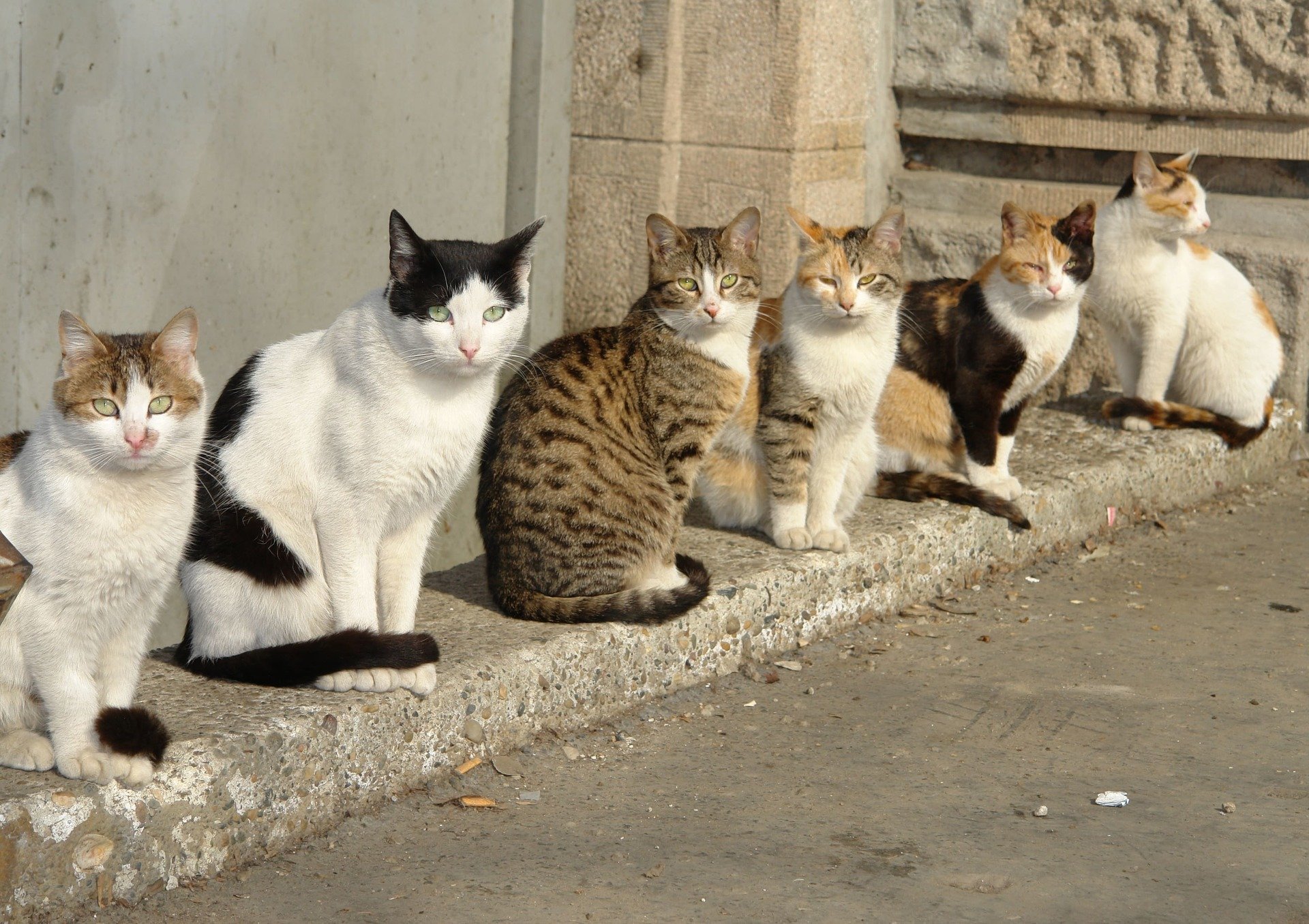 Породистые Коты Фото И Порода