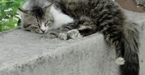 Кот спит на улице