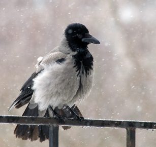 ворона нахохлилась