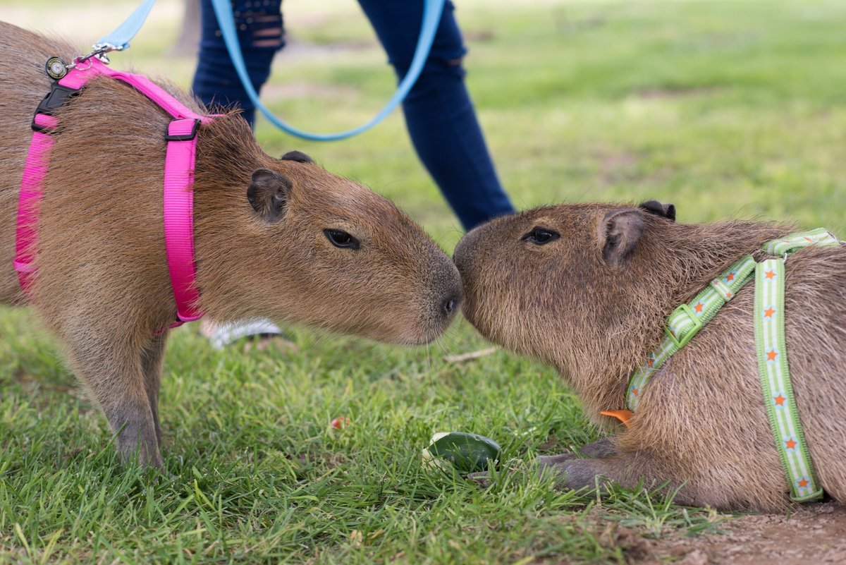 My pets capybaras. Водосвинка капибара. Rfvgb,fhs. Капибара сельвы. Rjgb,fhye.