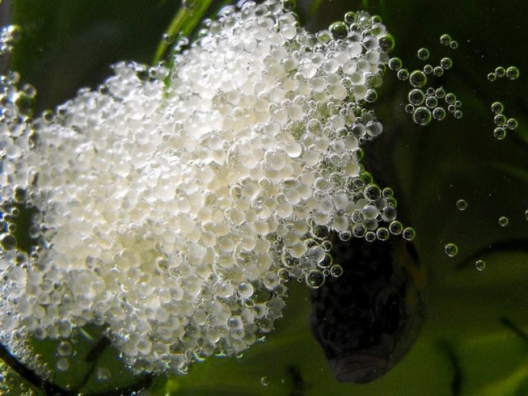 Как выглядит икра петушков. Как выглядит икра петушков. Макропод рыбка гнездо. Икринки гурами. Икра гурами.