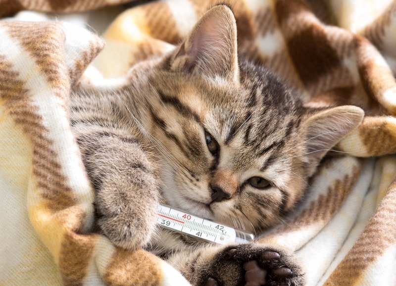 Как сбить высокую температуру у кошки в домашних условиях