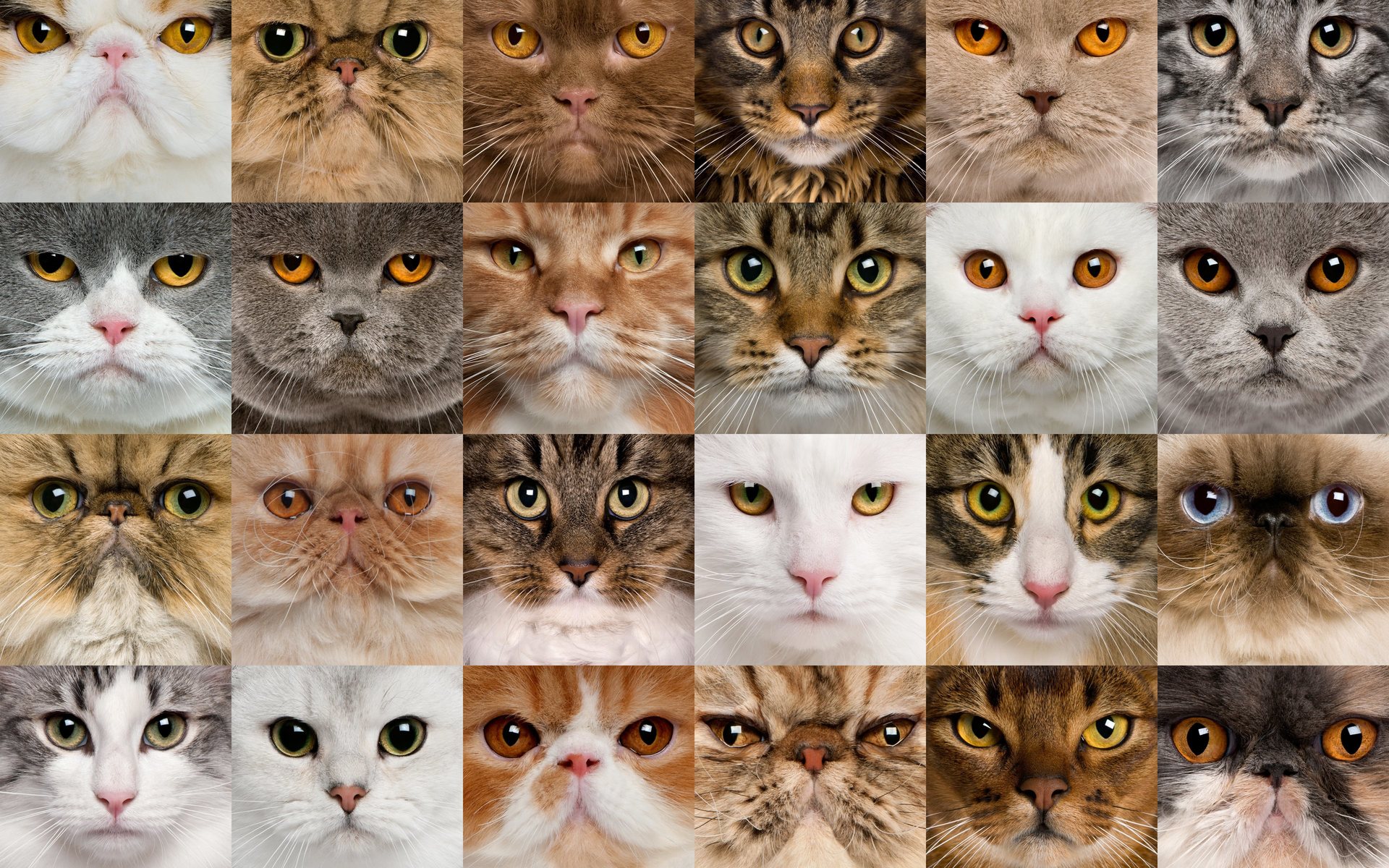 Как определить породу кошки по внешним признакам: окрас, особенности  телосложения, фото