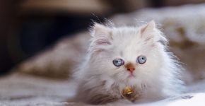 Персидский котёнок