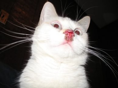 У котенка слюни изо рта и понос thumbnail