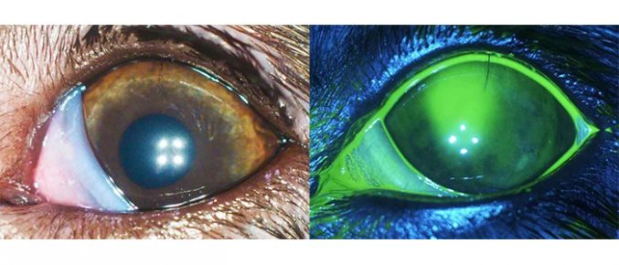 Тест с флюоресцеином на примере глаза собаки