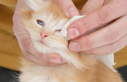 Как вылечить котенку глазки с гноем thumbnail