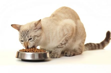 Кот и сухой корм