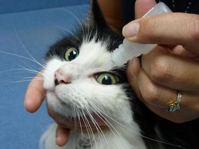 Как вылечить глазки котятам в домашних условиях thumbnail