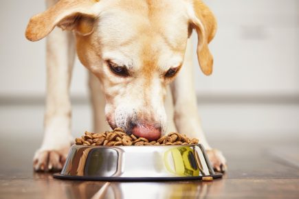 Пёс ест сухой корм