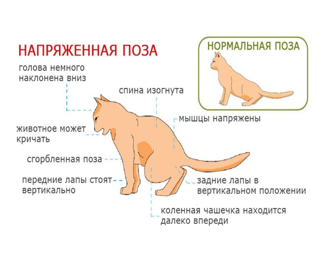 Симптомы мочекаменной болезни у котов и кошек