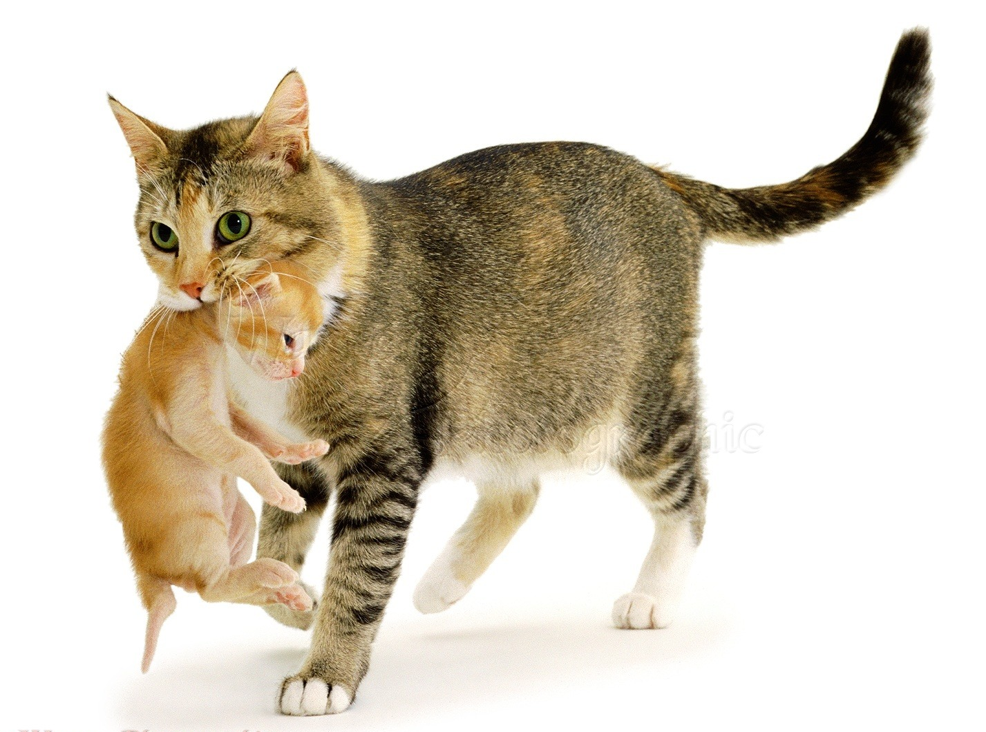 Почему нельзя таскать кота за шкирку: физиологические и психологические  причины