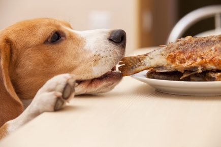 Рацион питания щенка немецкой без диет