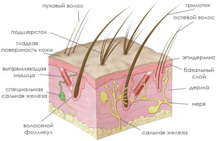 Строение кожи кошки