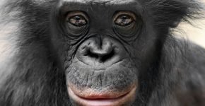 Глаза шимпанзе