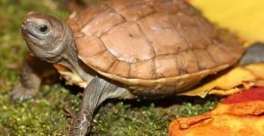 Араканская лесная черепаха