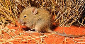 Пустынная мышь (Pseudomys desertor)