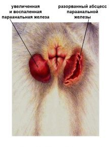 Параанальные железы кошки