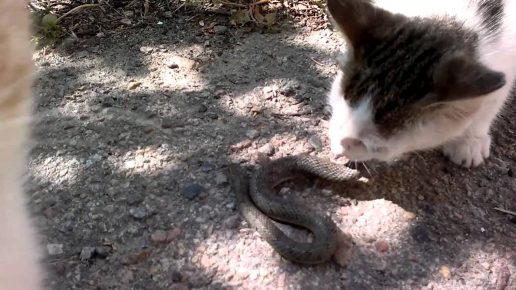 Кот и змея