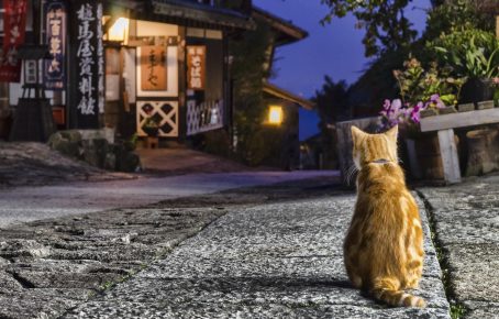Кошка на улице