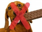 Собакам шоколад запрещён