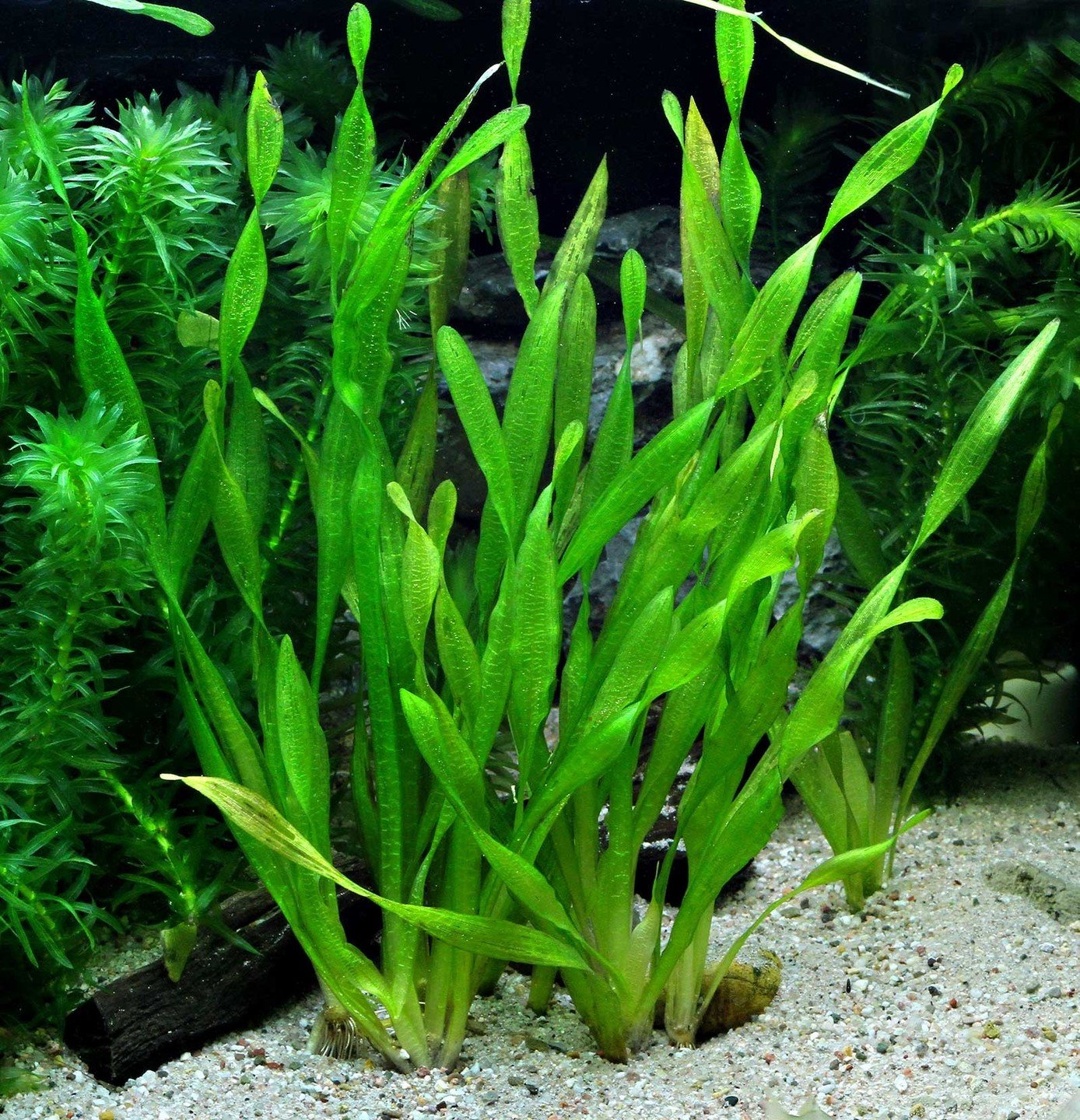 Аквариумные водоросли фото