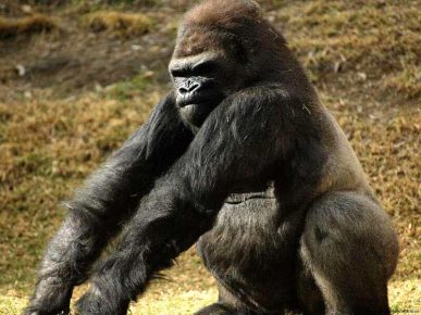 Самец гориллы сидит