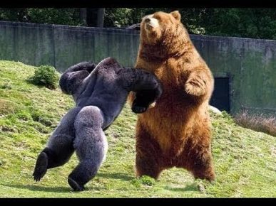 Горилла дерётся с медведем