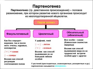 Партеногенез