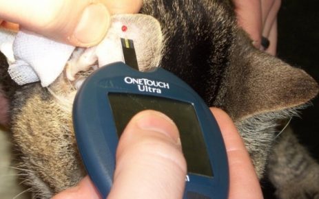 Измерение глюкозы кошке