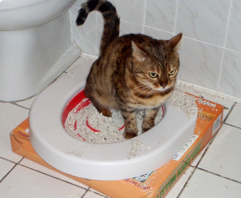 Кот ходит в туалет с кровью возможные причины и способы их устранения