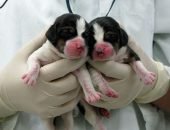 Клонирование домашних животных