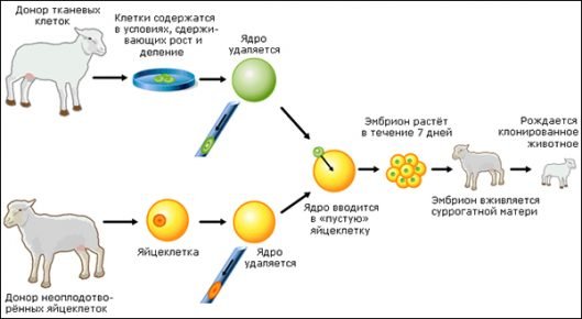 Схема клонирования овец