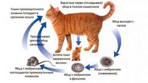 У недельного котенка большой живот что делать