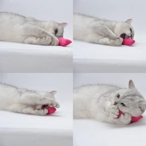 Кот играет с игрушкой