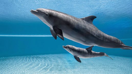 дельфин с детёнышем
