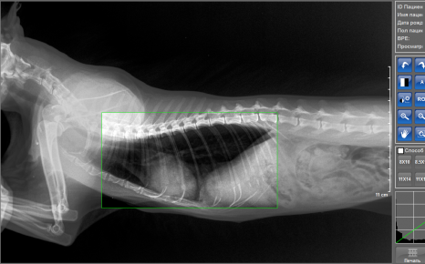 Ренген лёгких кошки