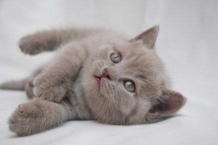 Кошки британской породы фото окрасы thumbnail