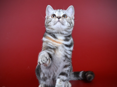Кошки британцы описание породы фото окрас thumbnail