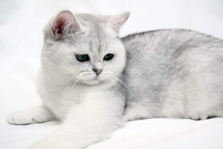 Порода кошек британцы их окрас фото thumbnail
