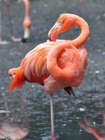 Фламинго на одной ноге