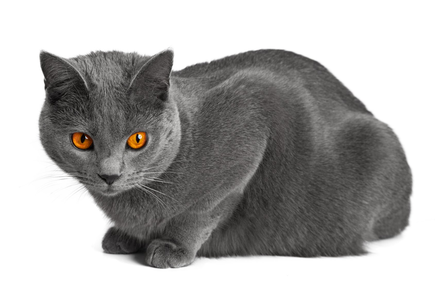 Рассмотрите фотографию кошки породы британская. Картезианская кошка шартрез. Шартрез порода кошек. Французская порода кошек шартрез. Картезианская кошка голубая.